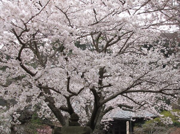 妙本寺 桜